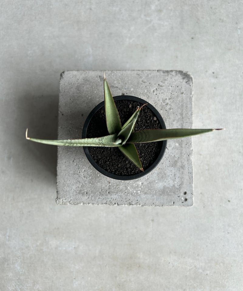 サンセベリア キングフィッシャー「Sansevieria Kingfisher」51I S