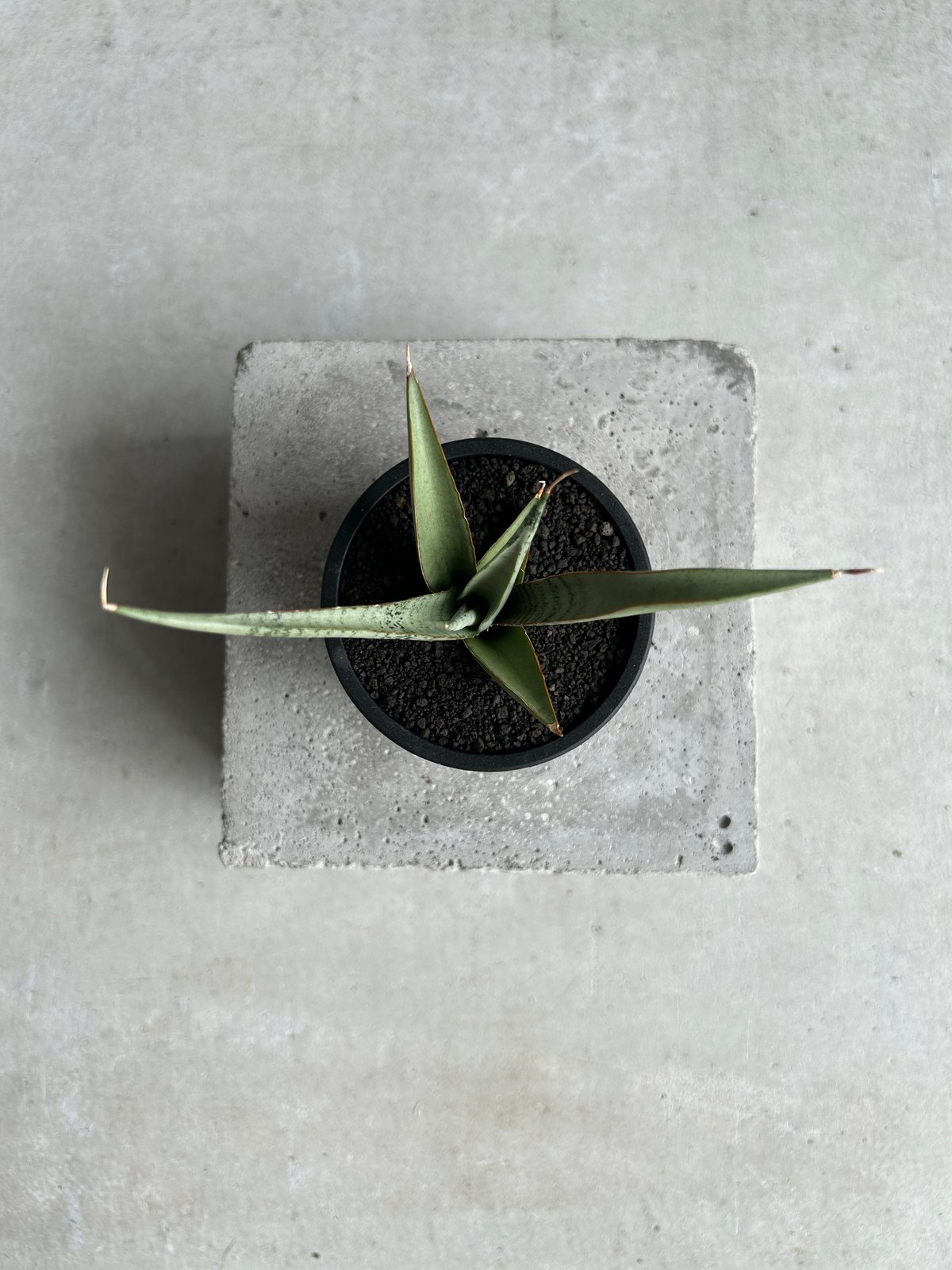 サンセベリア キングフィッシャー「Sansevieria Kingfisher」51I S