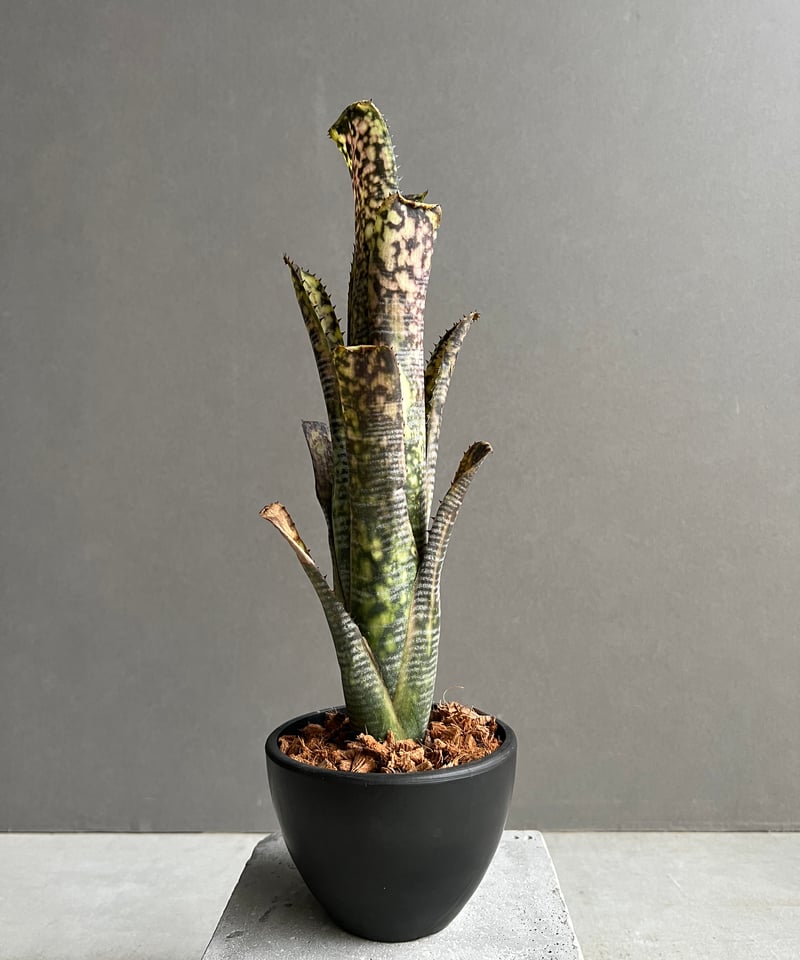 ブロメリア・エアープランツ Billbergia Lime Stone Billbergia Limestone【artPLANTs】 ビルベルギア/タンク