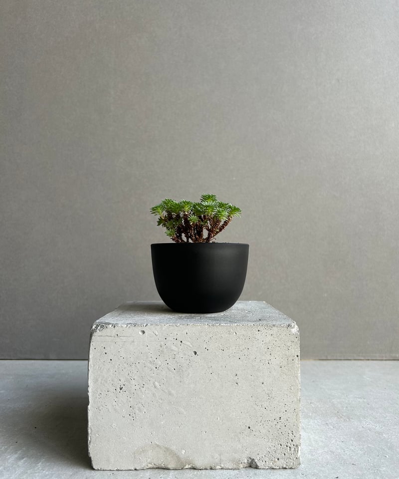 セダム 小松緑(こまつみどり) 「Sedam multiceps」17M | SHOUCHIKUEN