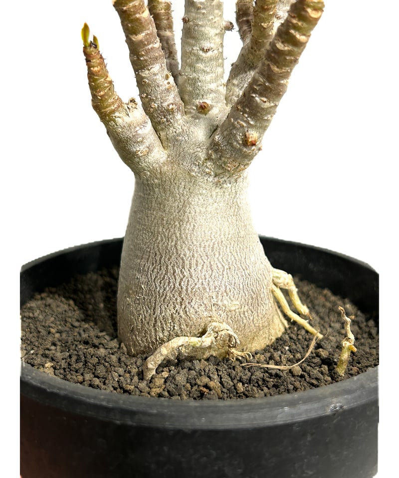 アデニウム オベスム 「Adenium obesum 」3/29-222 | SHOUCHI