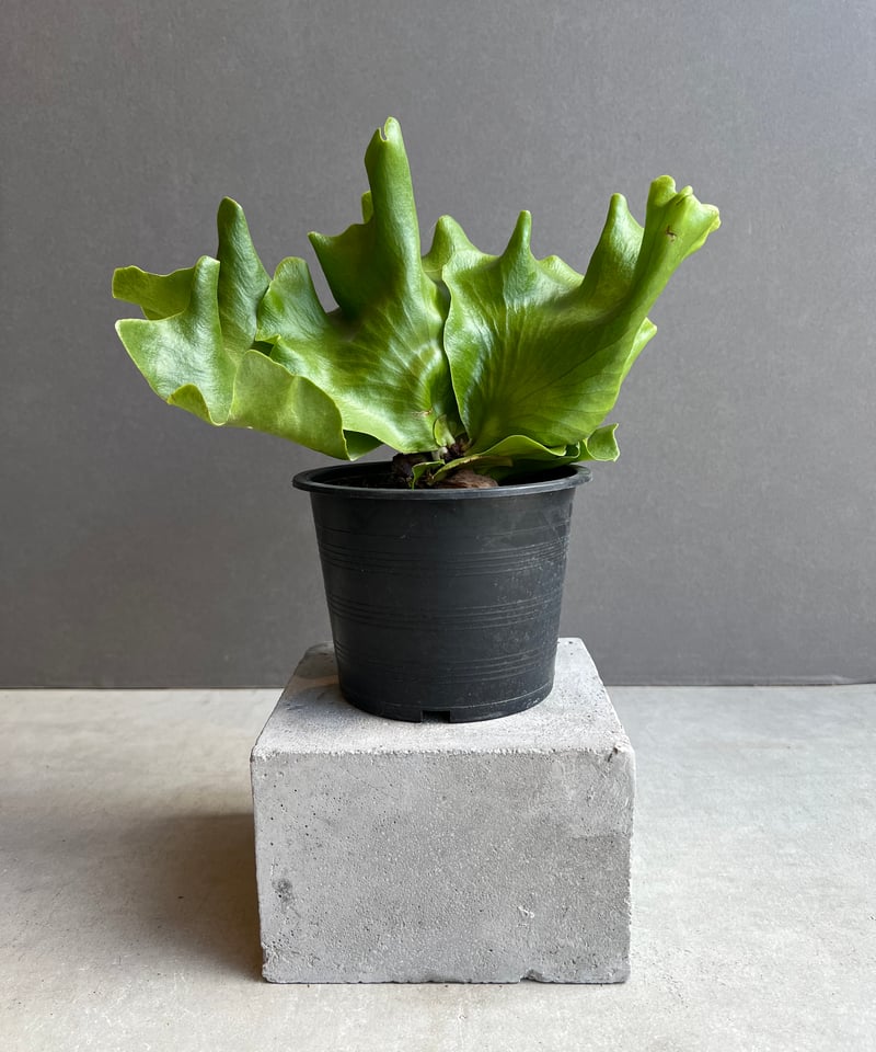 ビカクシダ バタフライ 「Platycerium Butterfly 」77X | SHOUC