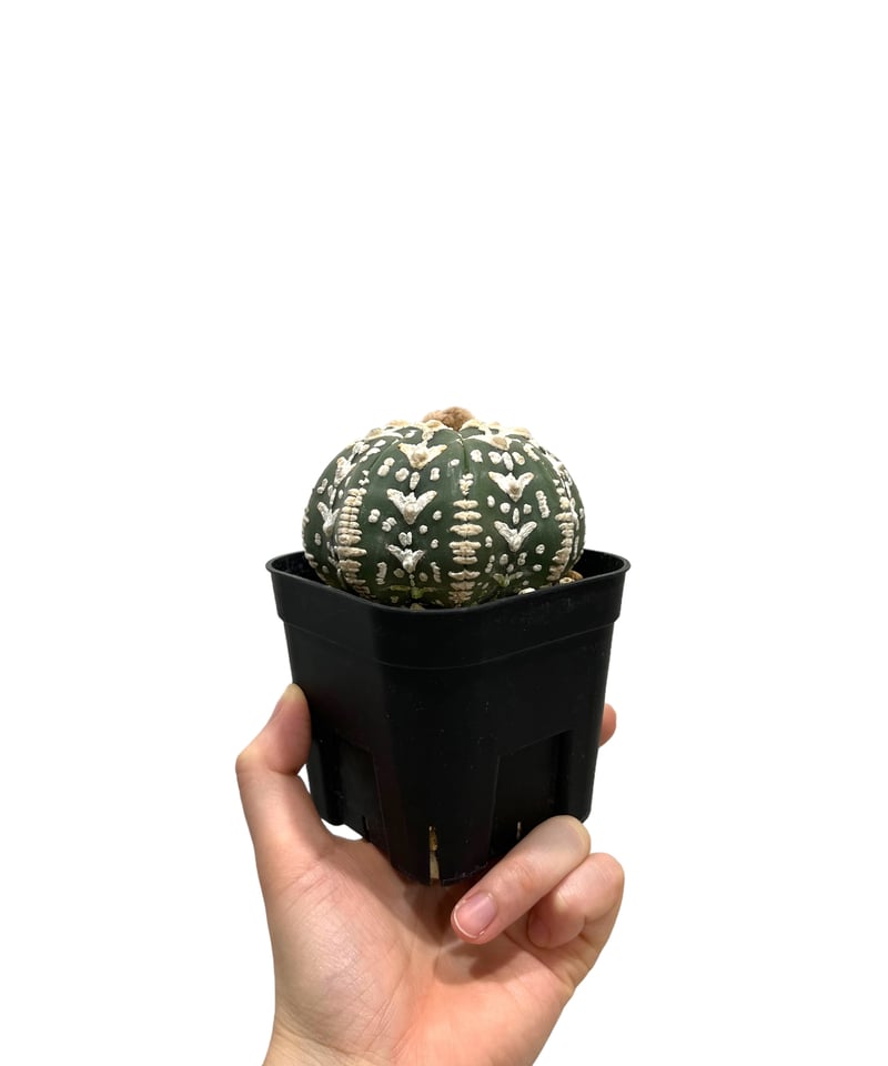 アストロフィツム 兜 V タイプ(実生) 「Astrophytum asterias V ty