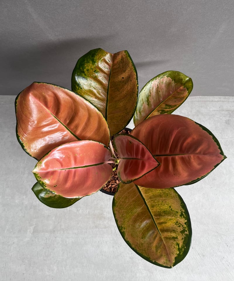 アグラオネマ スターバックス「Aglaonema Starbucks」56A