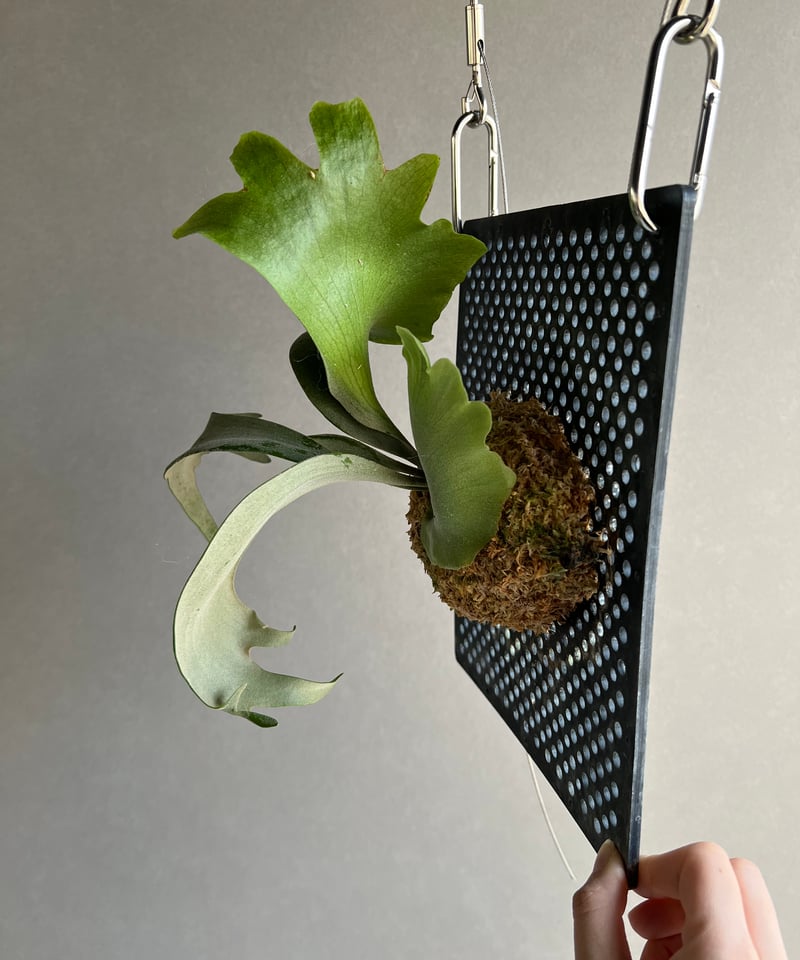 ビカクシダ ウィリンキー cv. ミュゲ 「Platycerium willinckii c