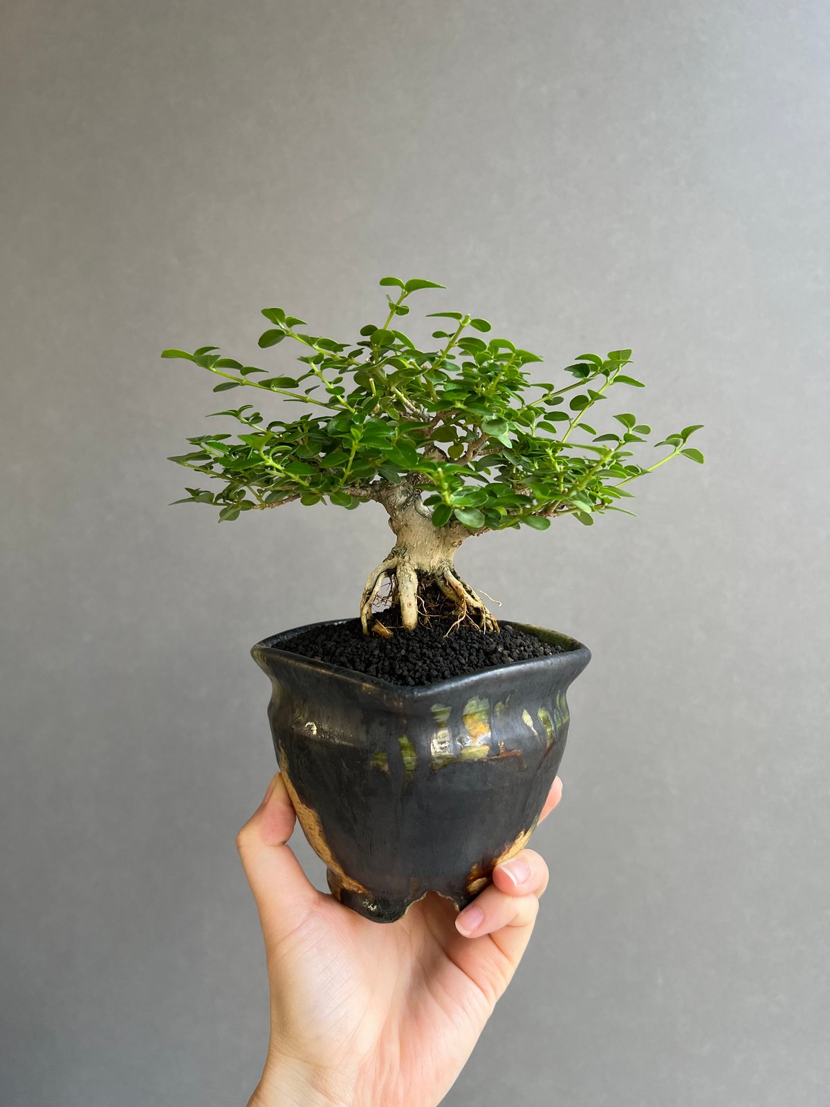 うち” 盆栽 + YON-HACHI (Masaki Tomabechi) 「“UCHI”