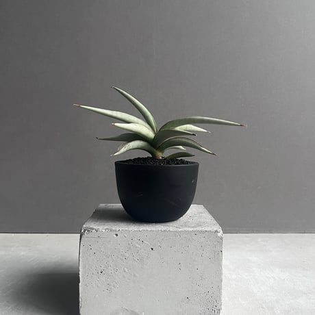 セール中　斑入り　サンセベリア　km12 Blue form サンスベリア セール中 斑入り サンセベリア km12 Blue form サンスベリア 斑入り