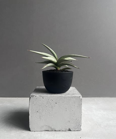 サンスベリア ピングィ × ドリスフェニー バリエガータ　ハイブリッド 園芸ネット本店｜サンセベリア：ピングイキュラ バリエガータ（斑入