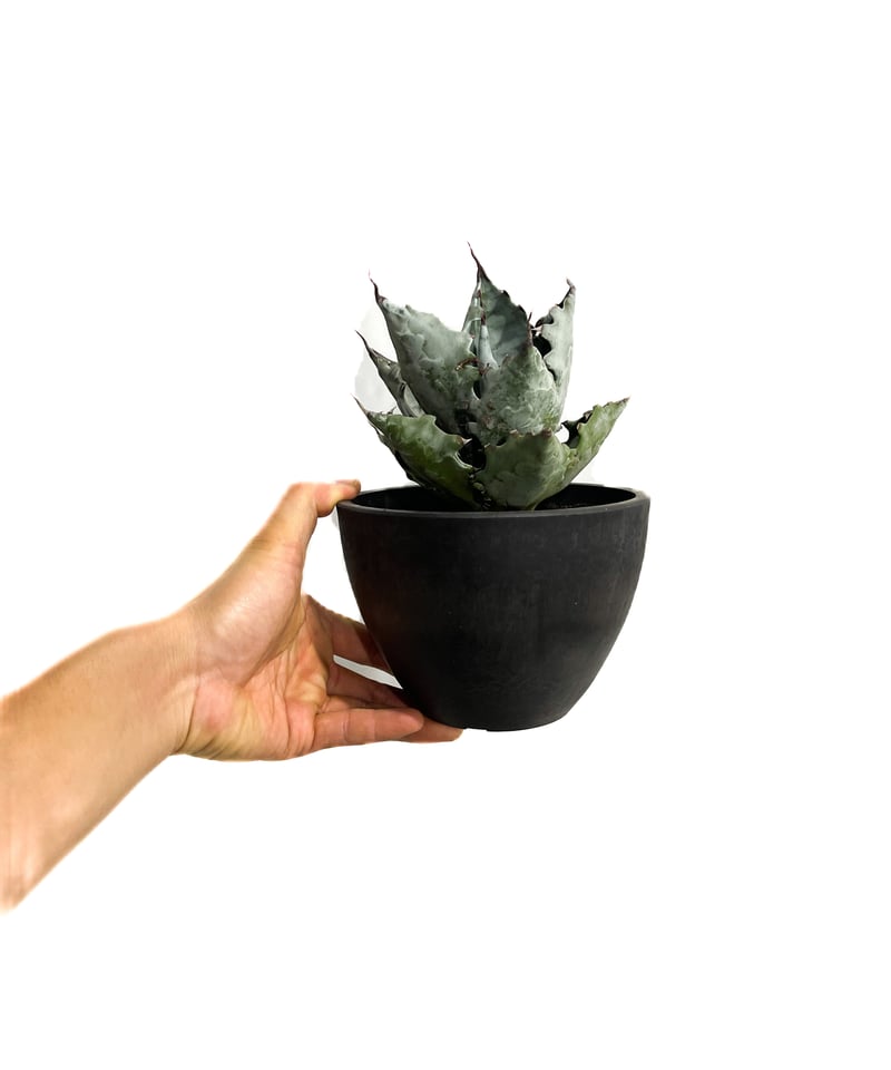 アガベ コロラータ「Agave colorata」2/3-24 | SHOUCHIKUEN