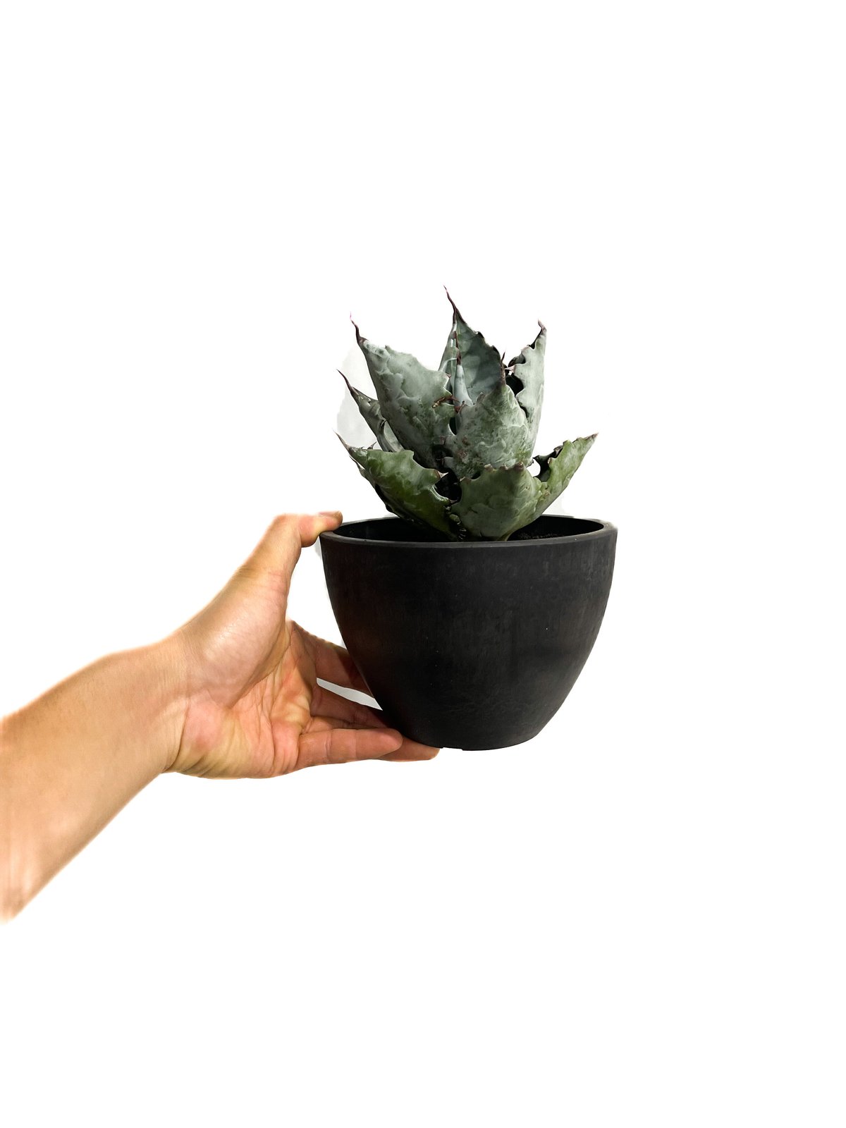 アガベ コロラータ中斑 カキコ + おまけ アガベ コロラータ錦 黄中斑 Agave colorata mediopicta aurea 時期