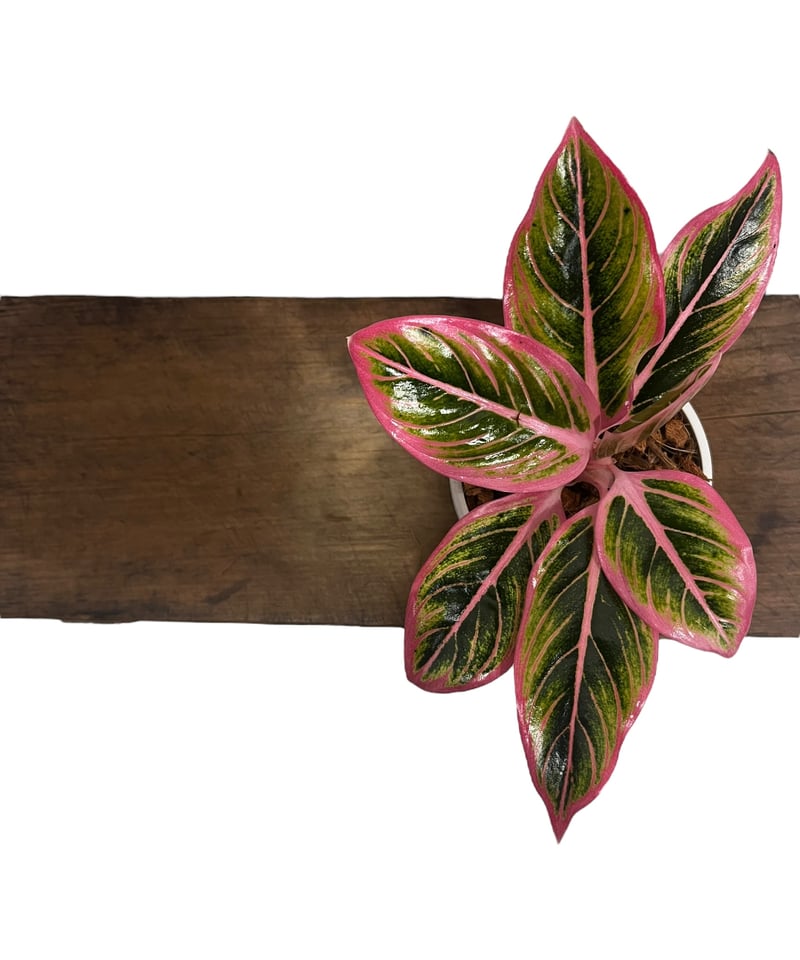 アグラオネマ ロータス デライト 「Aglaonema Lotus Delight 」67U