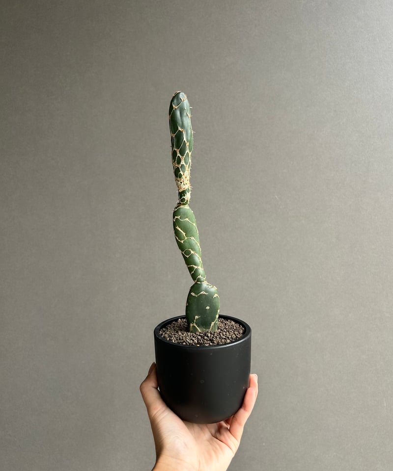 オプンチア ゼブリナ 'コブラ'「Opuntia zebrina 'Cobra'」52L |