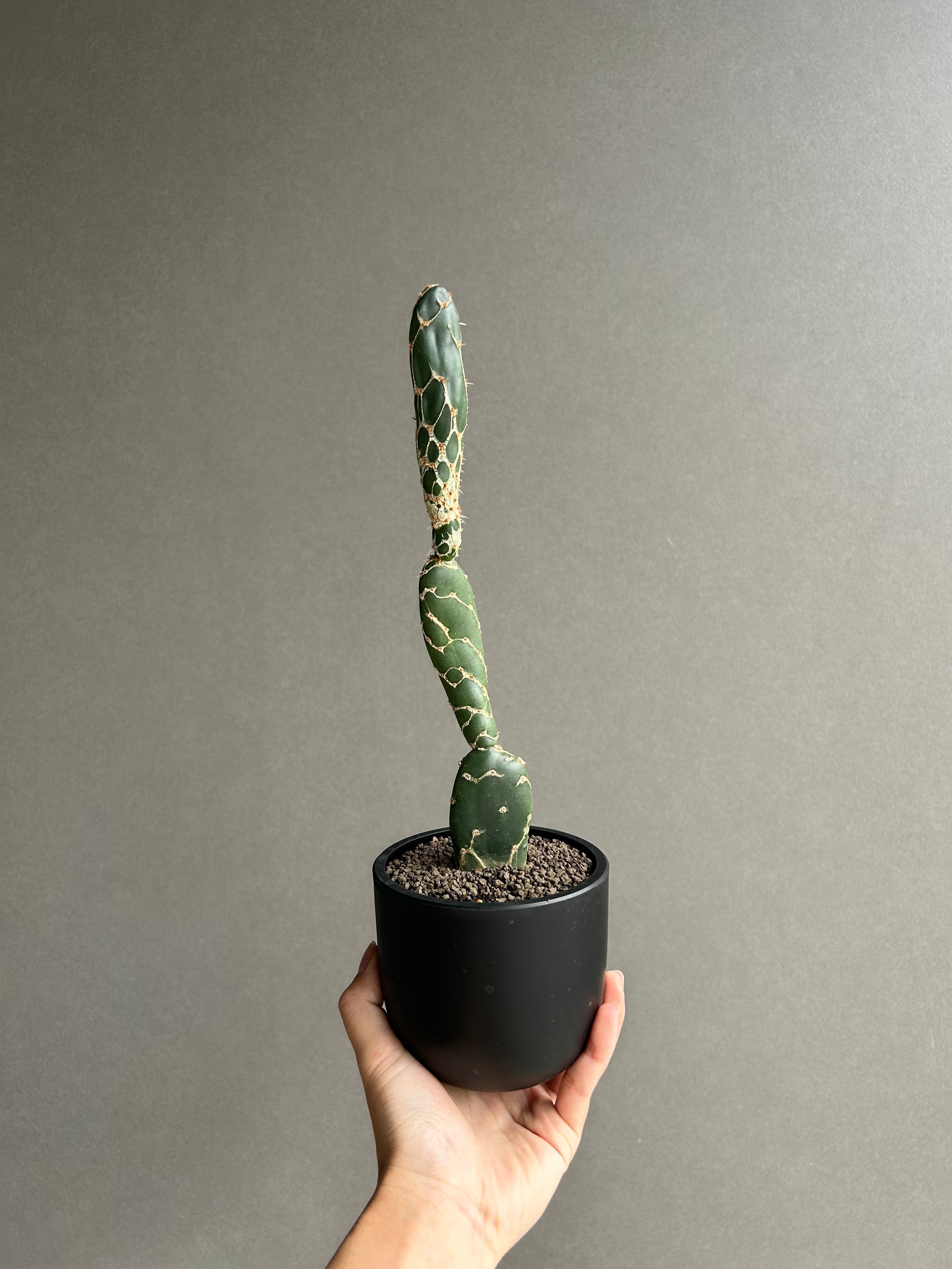 オプンチア ゼブリナ 'コブラ'「Opuntia zebrina 'Cobra'」52L |