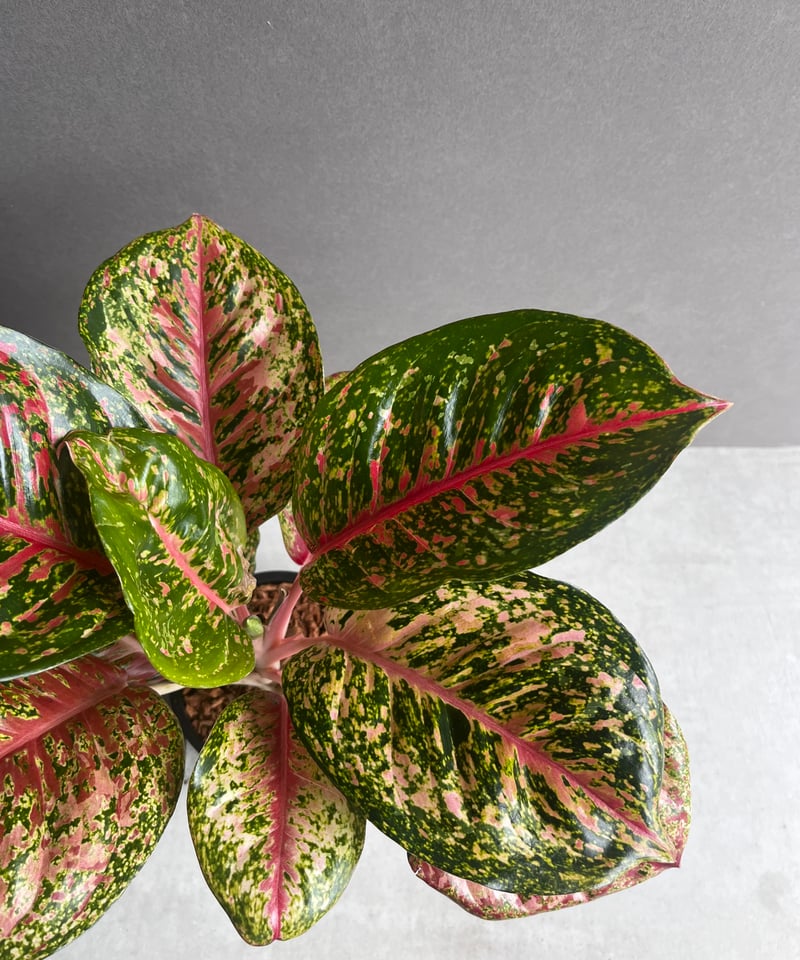 アグラオネマ専用 アグラオネマ プラチナム カラット 「Aglaonema Platinum Karat