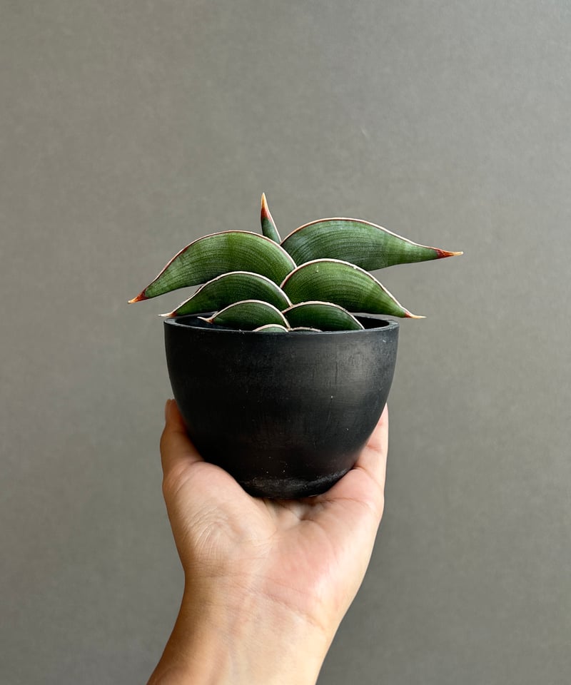 ま*か様 サンスベリア Sansevieria banana & rorida Amazon.co.jp: サンスベリア バナナ Sansevieria banana 多肉