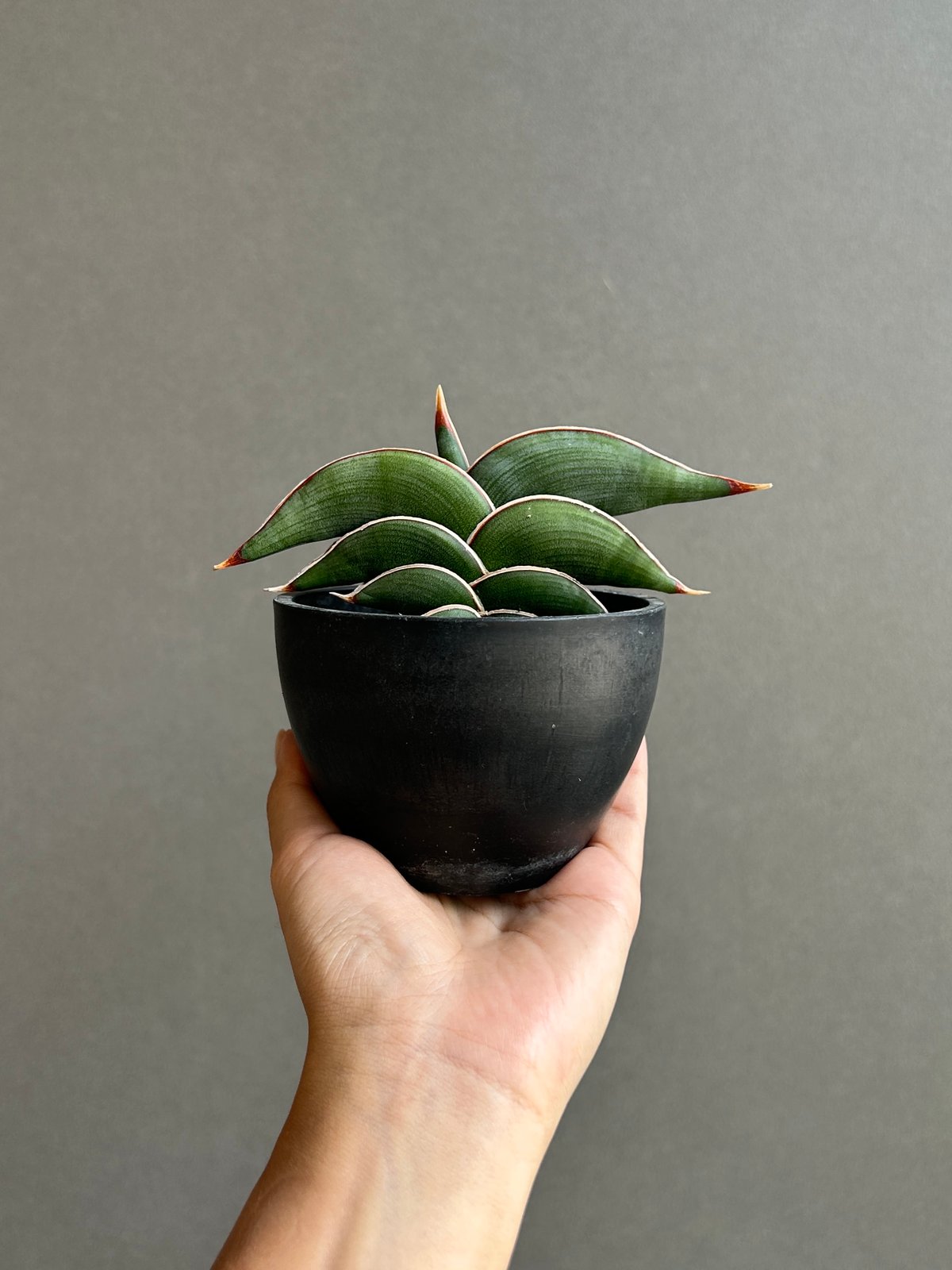 サンセベリア　ロリダ　美株 サンスベリア ロリダ Sansevieria rorida サンセベリア