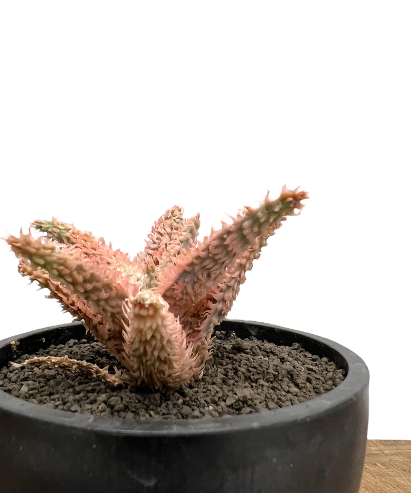 アロエ テンプラ 「Aloe Tempra」8L | SHOUCHIKUEN アロエ テンプラ 「Aloe Tempra」8L | SHOUCHIKUEN