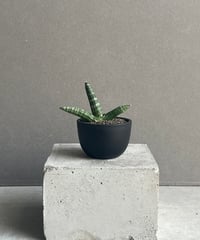 サンセベリア ブラック カラバオ 「Sansevieria Black Carabao (by