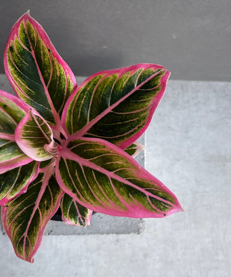 h*i様 【veil plants】アグラオネマ　ロータスデライト アグラオネマ ロータスデライト | GREEN LUCK