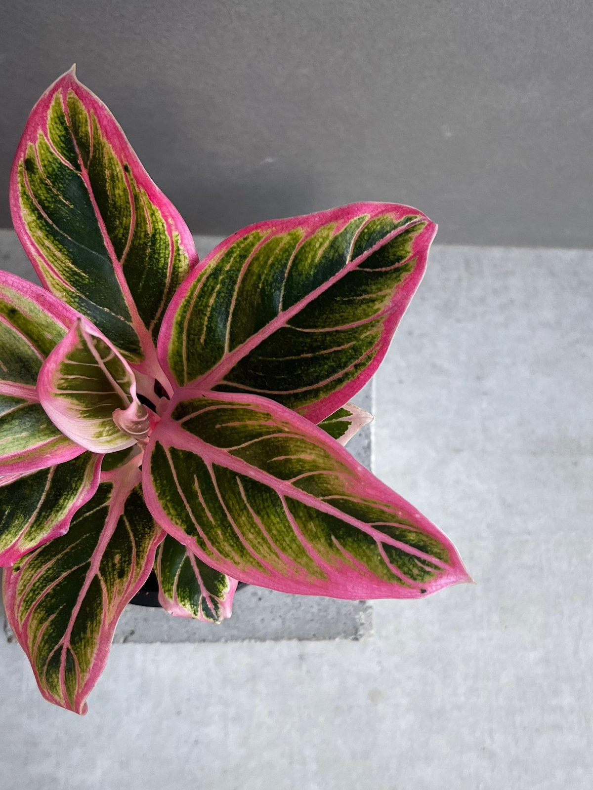 アグラオネマ ロータス デライト 「Aglaonema Lotus Delight