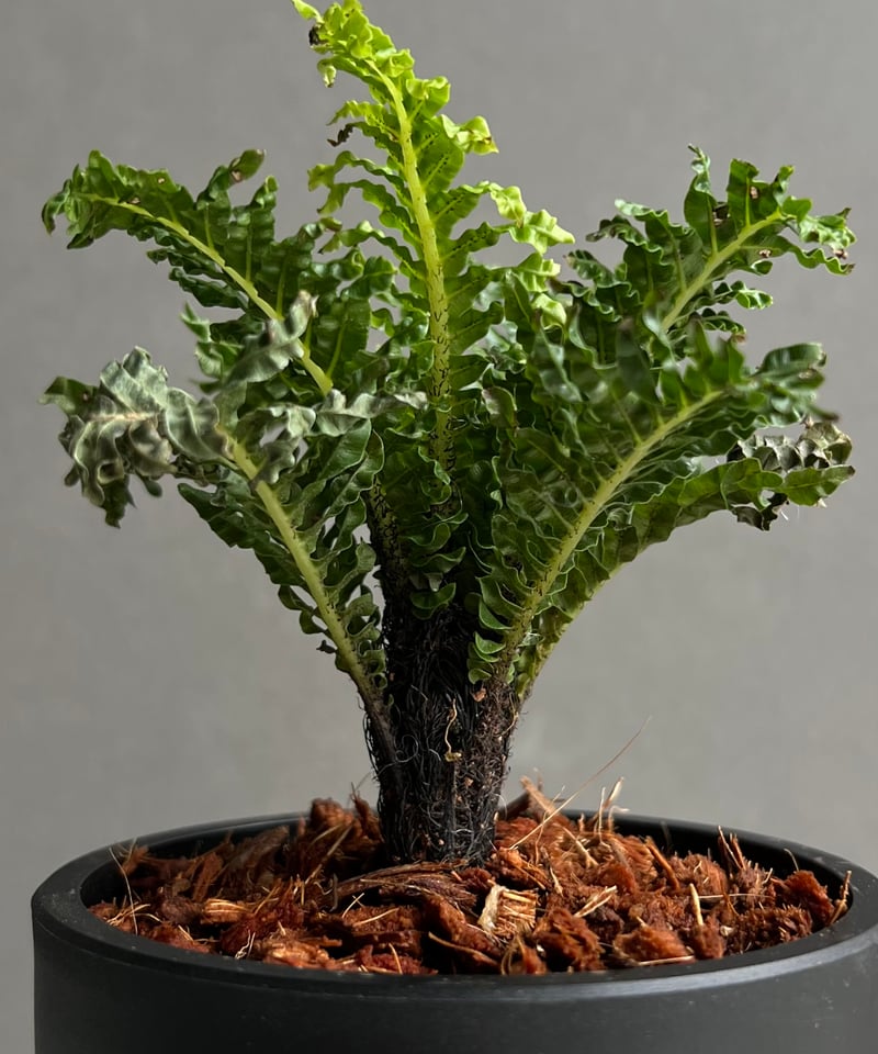 ブレクナム ギッバム ドワーフ 「Blechnum gibbum Dwarf 」98B | S