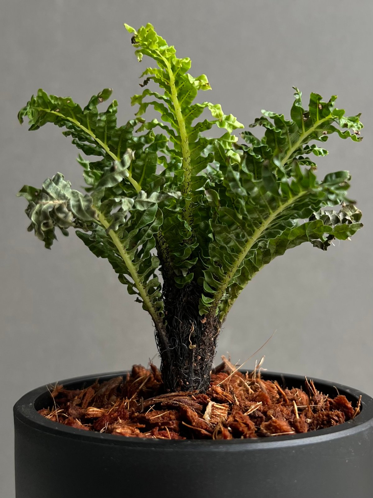 ブレクナム ギッバム ドワーフ 「Blechnum gibbum Dwarf 」98B | S