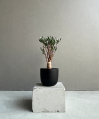 ブレクナム ギッバム ドワーフ 「Blechnum gibbum Dwarf 」24E | S