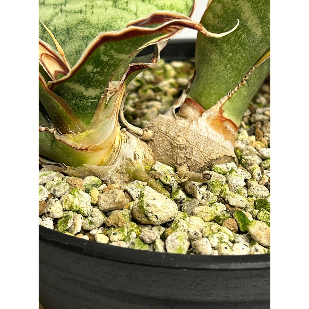 斑入り サンセベリア シルバードラゴン サンスベリア Sansevieria