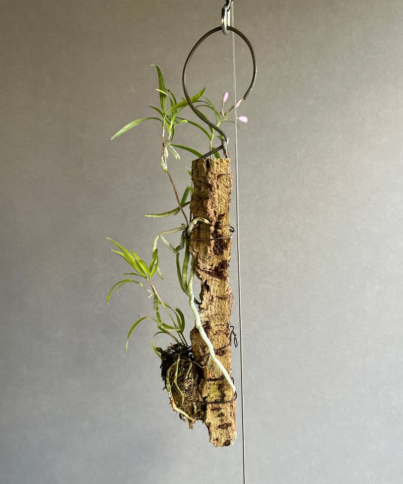 エピデンドラム セントラデニウム アリスセルフ 「Epidendrum