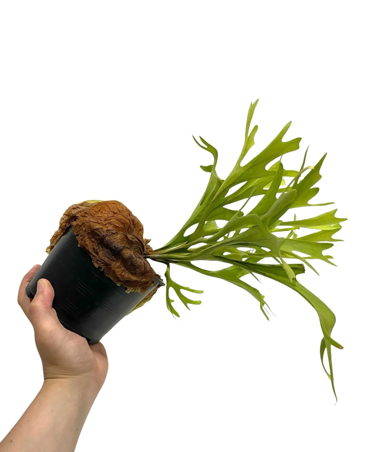 ビカクシダ リドレイ(by ヌクル) 「Platycerium ridleyi (by Nuk