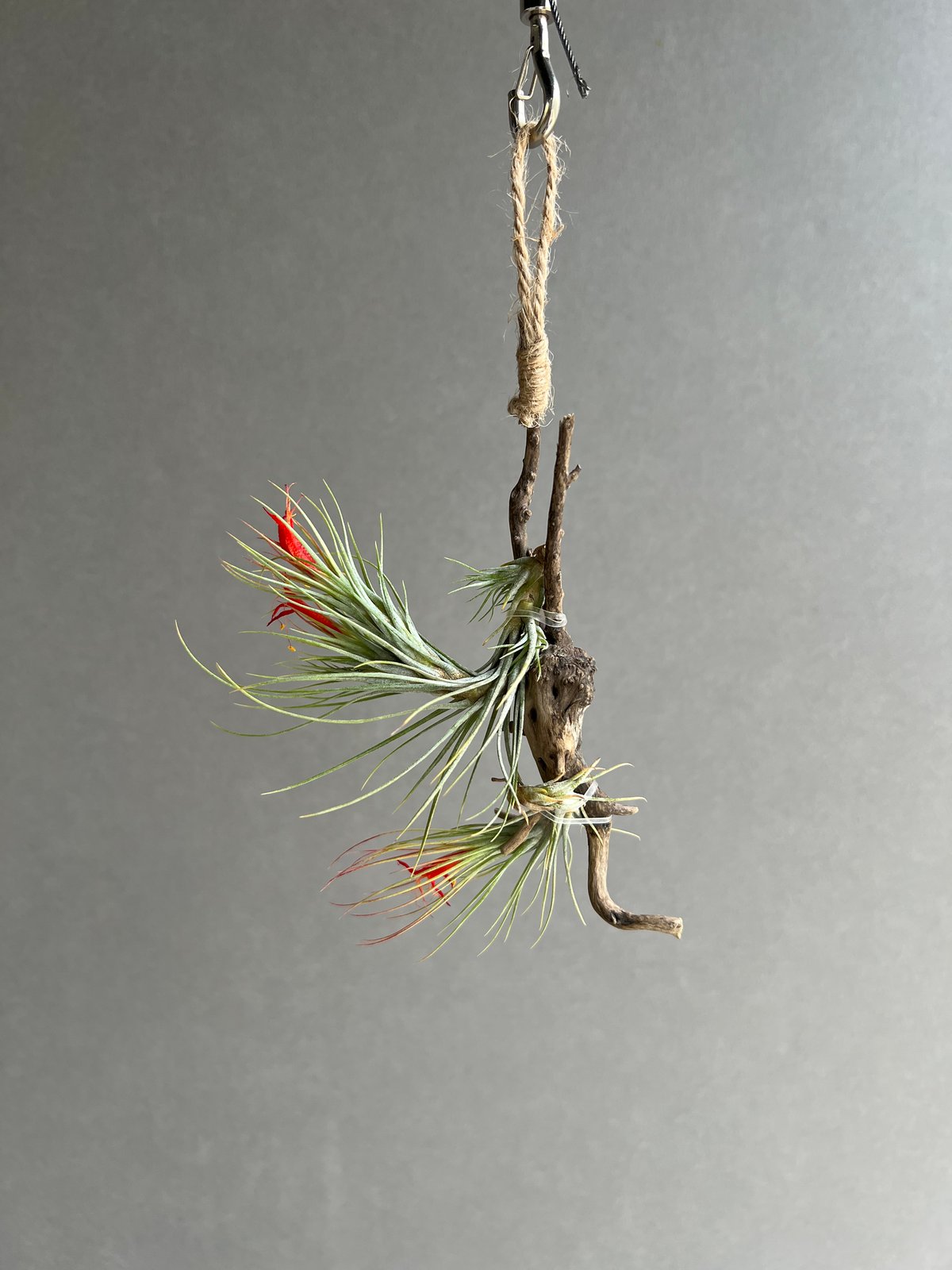 ティランジア　フンキアナ、ストラミネア、ベルメホエンシス、ロリアセア ティランジア フンキアナ 「Tillandsia funckiana」79C | SHOUC