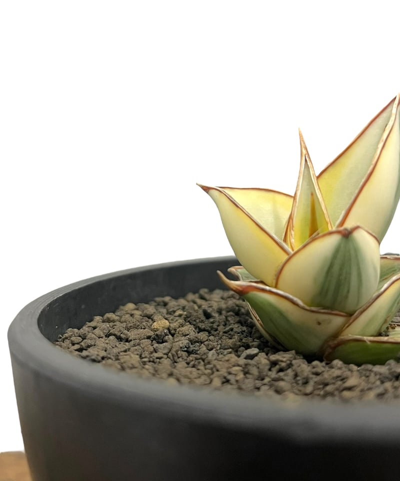サンセベリア ピングイキュラ 斑入 「 Sansevieria pinguicula Vari