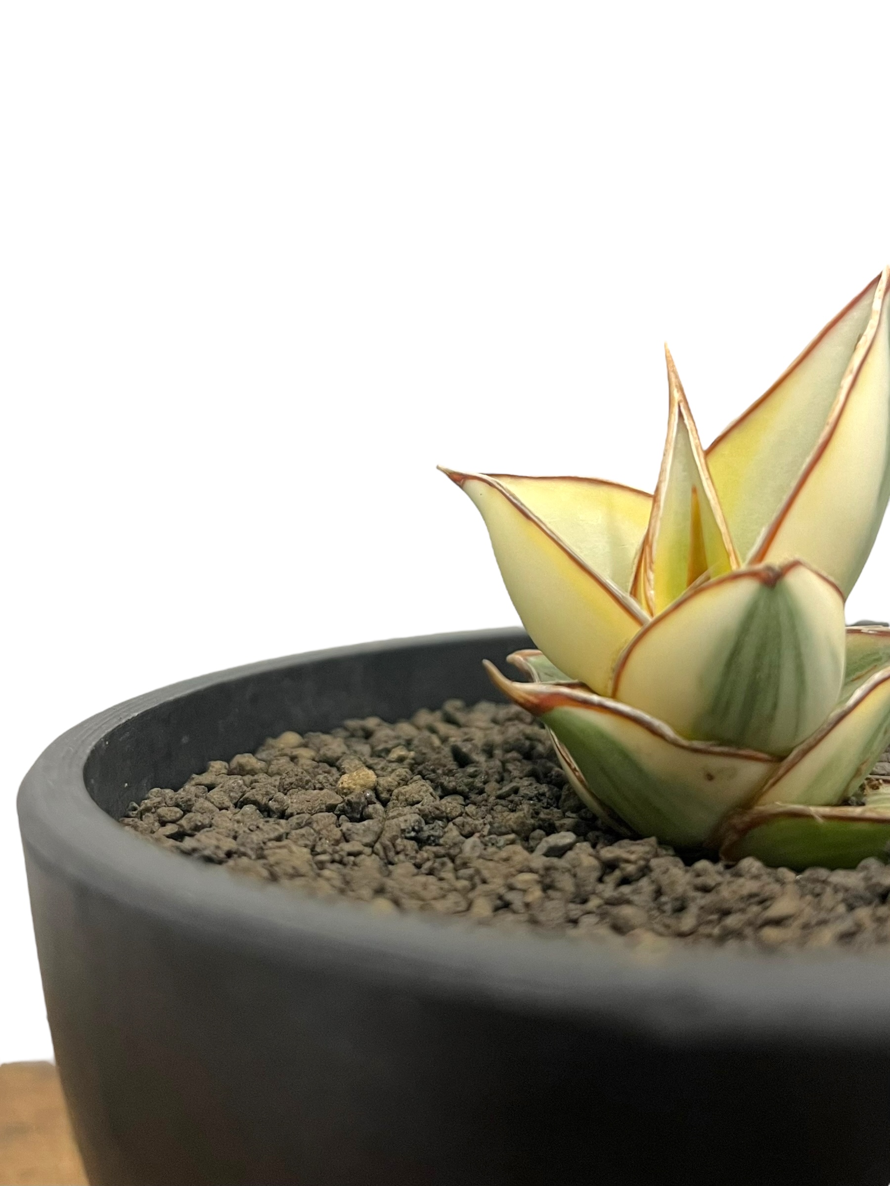 サンセベリア ピングイキュラ 斑入 「 Sansevieria pinguicula Vari