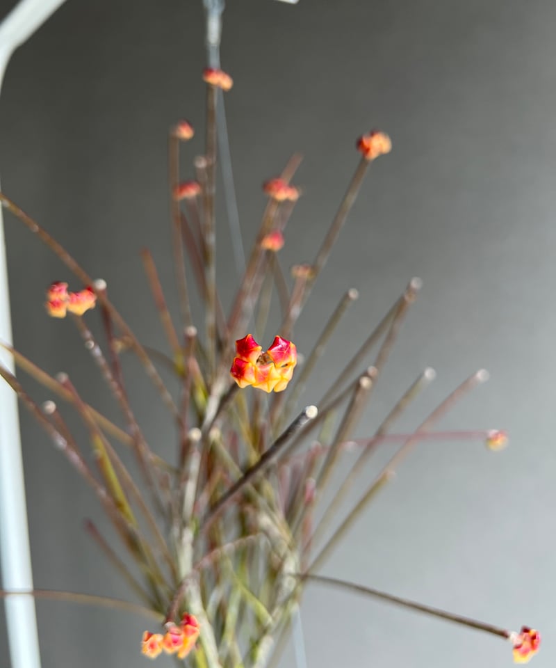ホヤ スパルティオイデス ビッグ フラワー 「Hoya spartioides ホヤ スパルティオイデス ビッグ フラワー 「Hoya spartioides