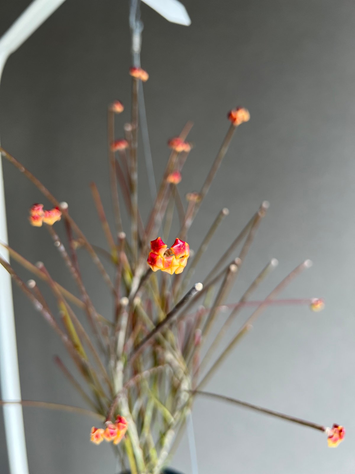 ホヤ スパルティオイデス ビッグ フラワー 「Hoya spartioides Big Flo