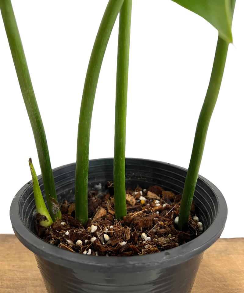 フィロデンドロン ペルタツム 「Philodendron peltatum」43K | SHO
