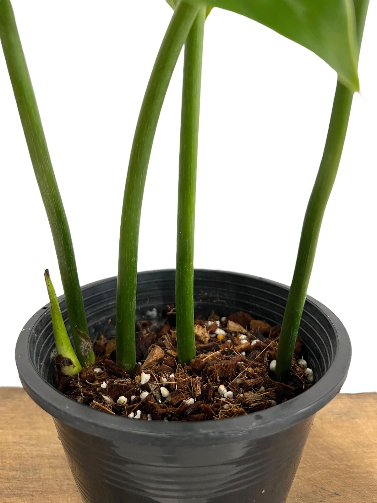 フィロデンドロン ペルタツム 「Philodendron peltatum」43K | SHO