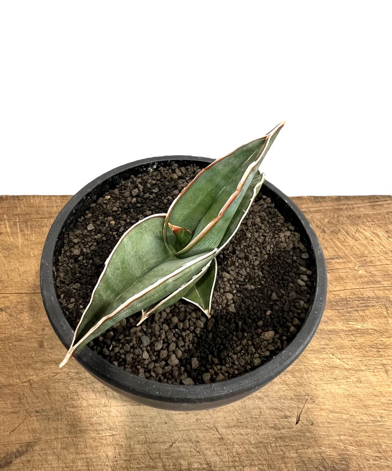 サンセベリア ロリダ 「Sansevieria rorida」5K | SHOUCHIKUEN