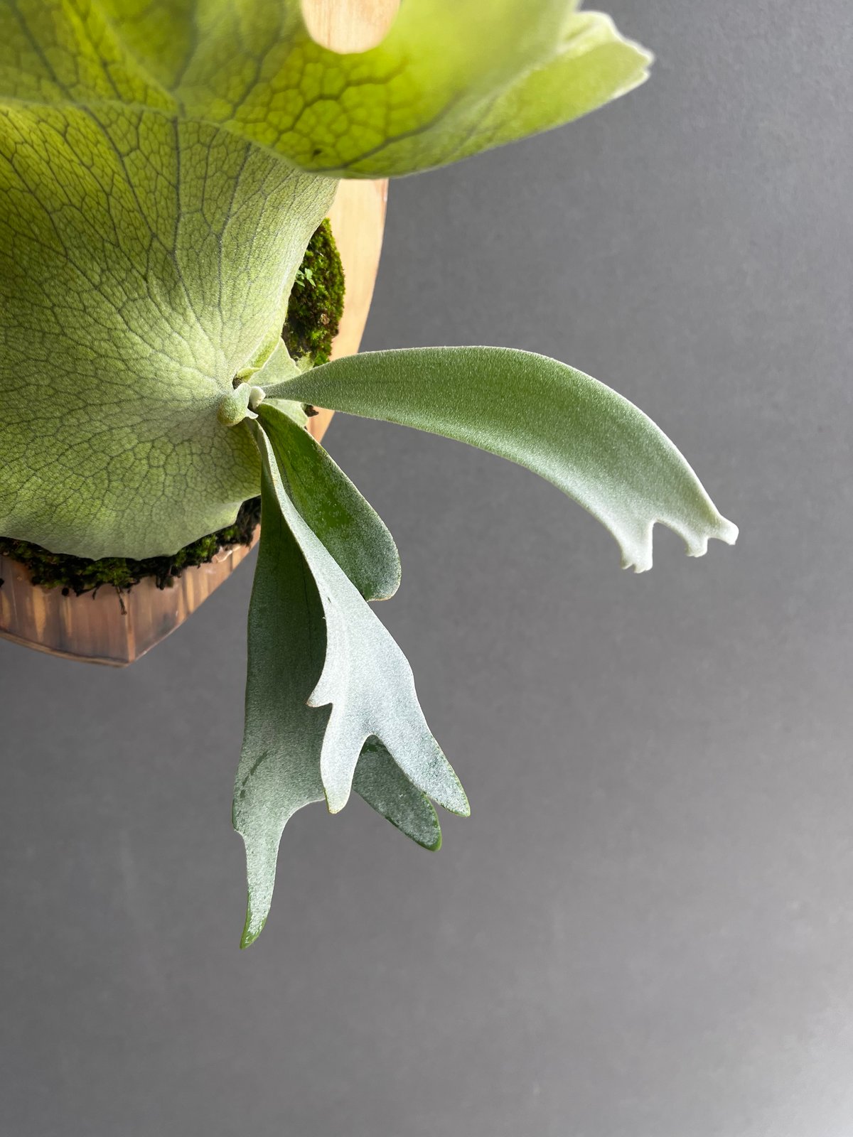 willinckii cv.Hydra ヒドラ ウィリンキー ビカクシダ P. willinckii