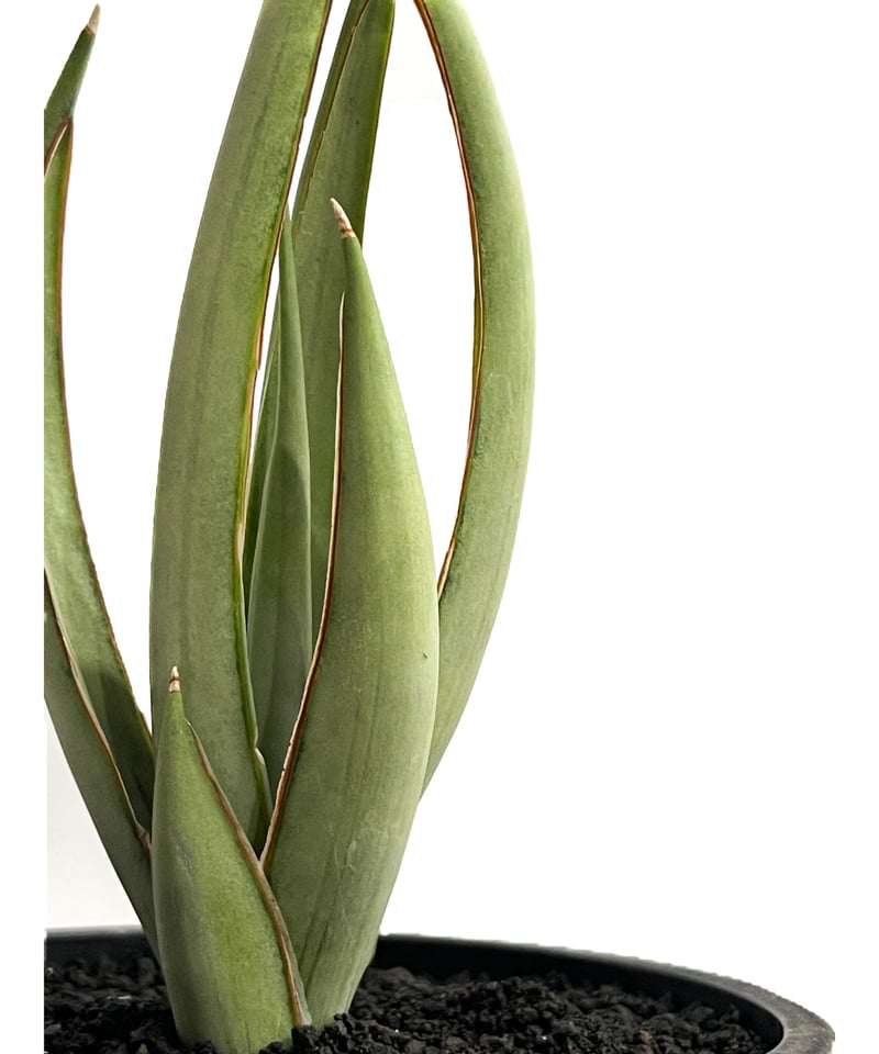 サンセベリア ヘルファイア「Sansevieria Hellfire」4/19-361 | S