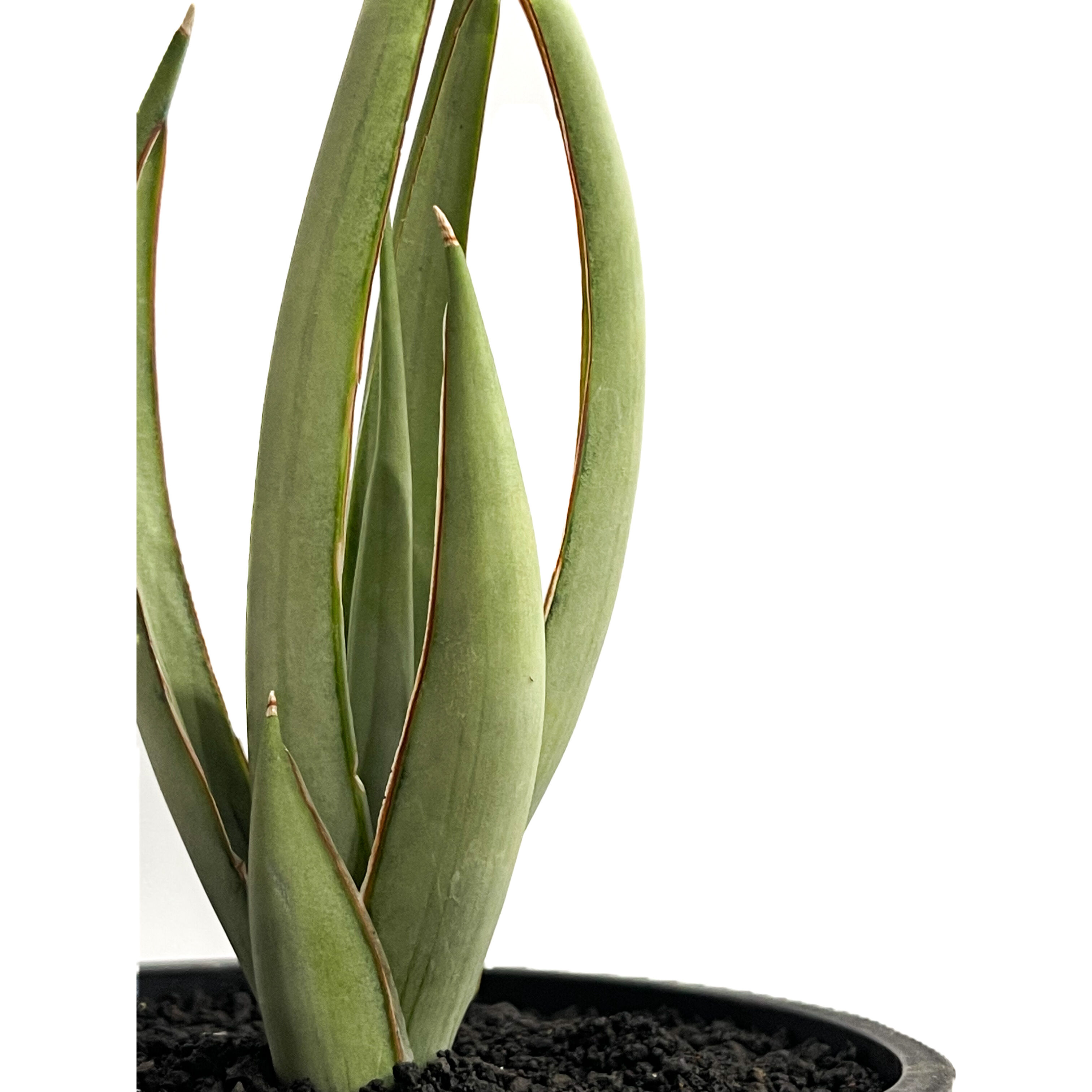 サンセベリア ヘルファイア「Sansevieria Hellfire」4/19-361 | S