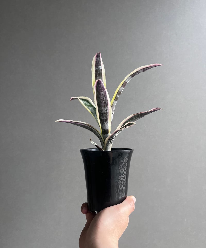 エクメア オットー 「Aechmea Otto」4A | SHOUCHIKUEN