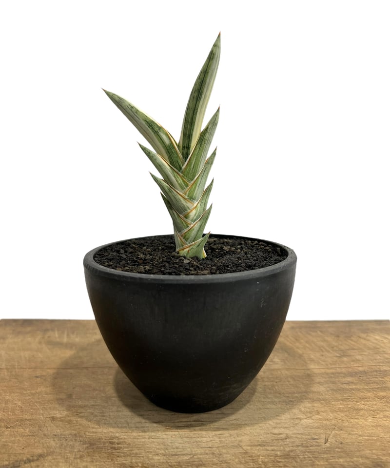 サンセベリア lav.1970 白斑入 「Sansevieria lav. 1970 Whit