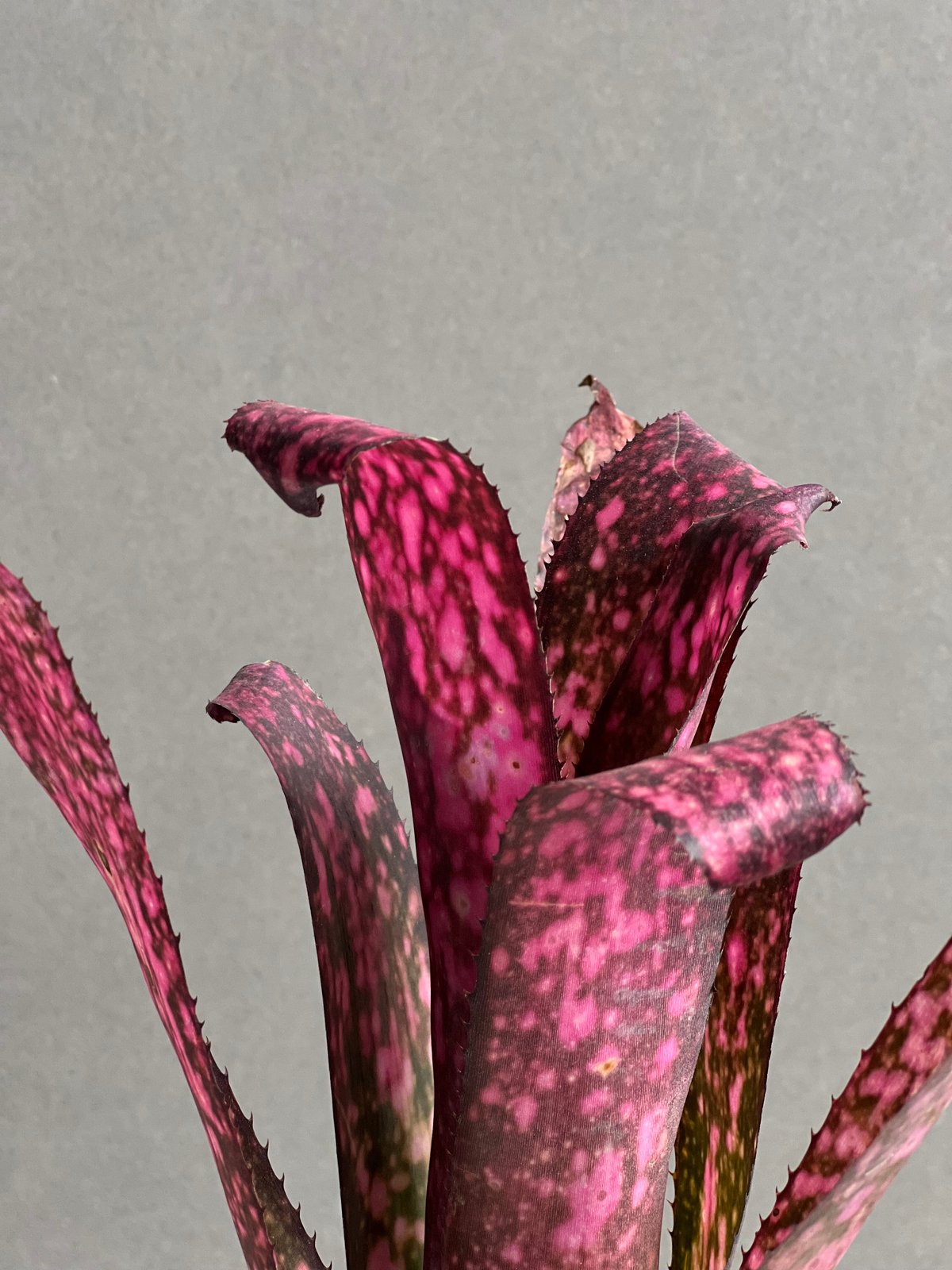 Billbergia 'Teng Ee'〔ビルベルギア〕現品発送B0271 Billbergia Teng E 【artPLANTs】Billbergia/ビルベルギア