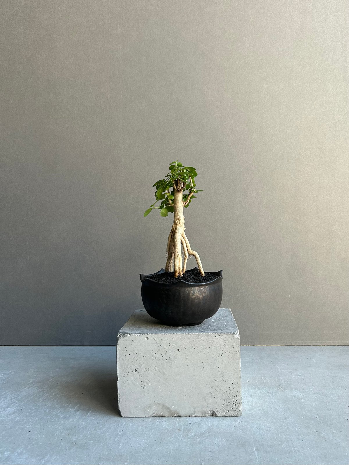 タイワンウオクサギ BONSAI + object by 1218「Premna serrat