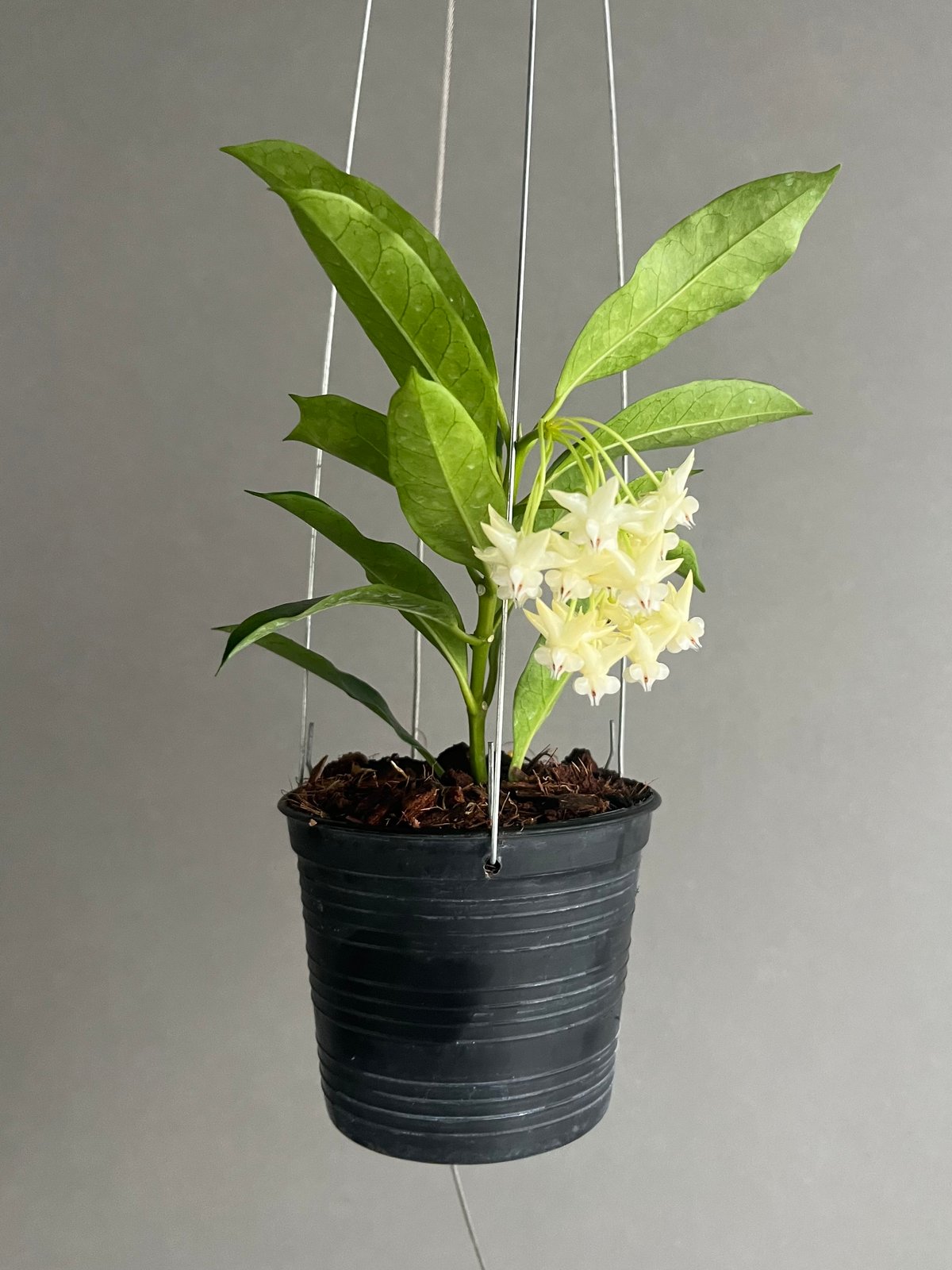 ホヤ ロッキー イエロー フラワー 「Hoya lockii Yellow Flower」70...