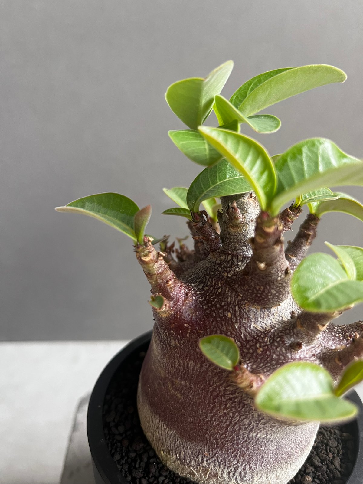 アデニウム アラビカム スーパー ドワーフ “ブラック” 「Adenium
