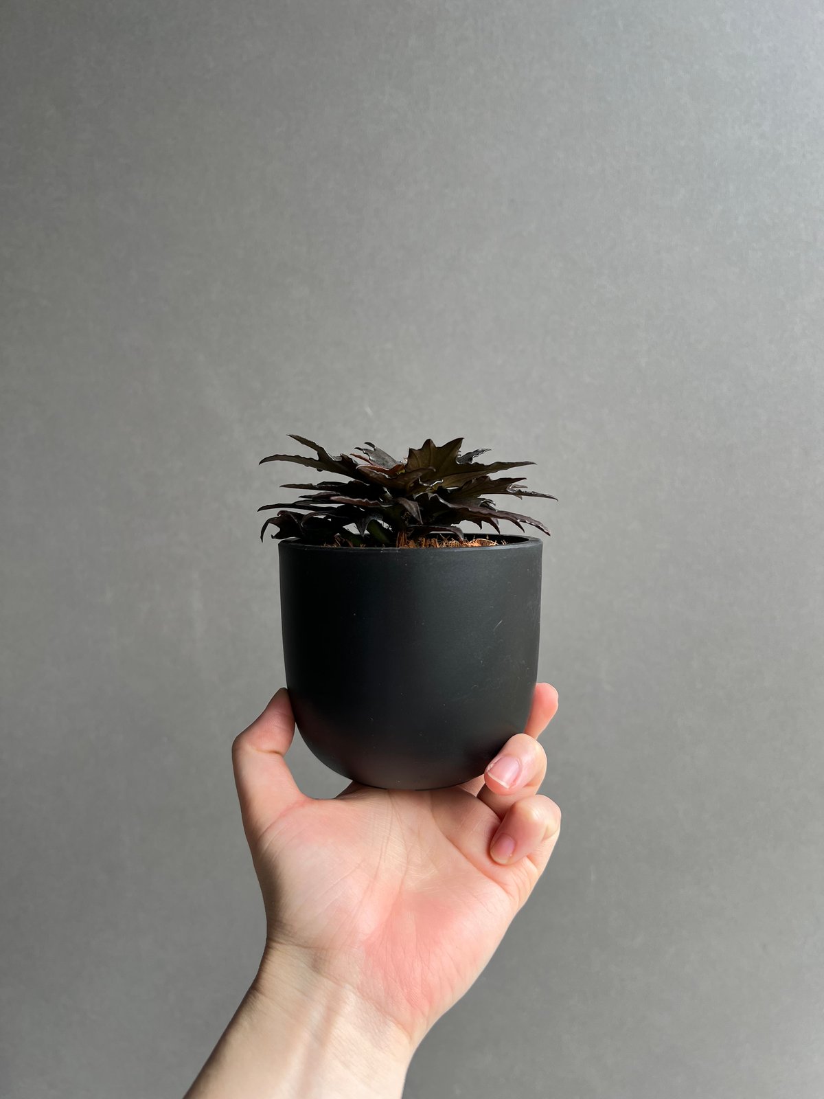ユーフォルビア フランコイシー “エスプレッソ”「 Euphorbia