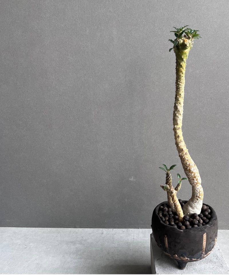 ドルステニア フォエチダ x ラブラニー +plantsmonsters pot 「Dorst