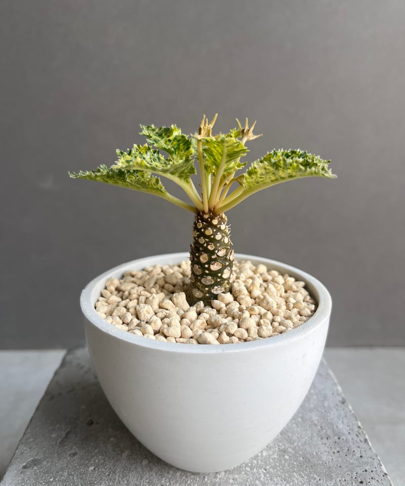 ドルステニア ホルウッディ “スーパー斑入” 「Dorstenia horwoodii “Su